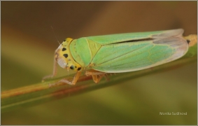 <p>KŘÍSEK ZELENÝ (Cicadella viridis) (okolí Černého rybníku)</p>